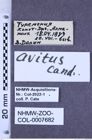 Etikette zu Melanotus avitus (Candéze, 1886) (NHMW-ZOO-COL-0007682)